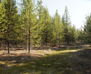 Lodgepole pine regeneration - Cow Meadow 2007